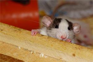 属鼠的几点出生最好命？