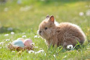 兔年宝宝几日出生最好