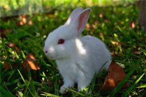 属兔的几点出生最好命？