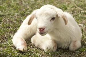 羊年宝宝几月出生最好