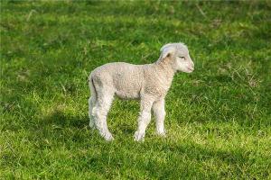 属羊的今年多大？