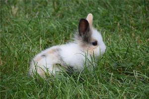 梦见兔子生一窝小兔子