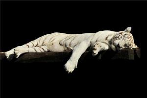 女人梦见白色的老虎
