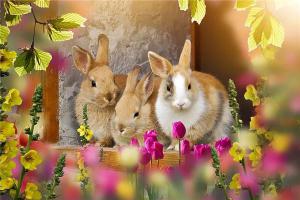 梦见母兔生了很多小兔