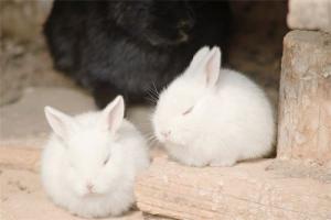 女人梦见很多幼崽兔子