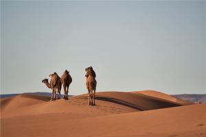 女人梦见骆驼周公解梦