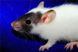 属鼠的几月出生最好？