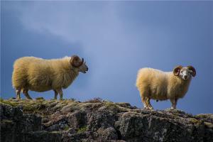 十二生肖中，属羊的和什么属相最配排行榜揭秘