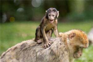 性格分析：生肖猴的特点