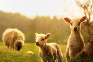 属羊的几月出生最好 羊年宝宝几月出生好