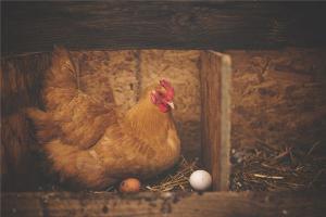 梦见鸡下蛋是怎么回事？