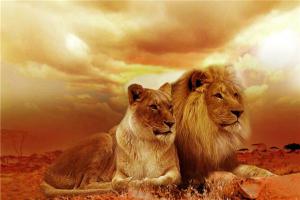女人梦见狮子和老虎