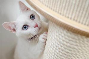 梦见小白猫