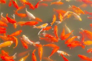 梦见一群红色的鱼在水里游