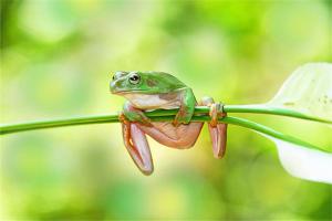 女人梦见绿色青蛙