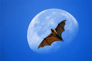 梦见吃蝙蝠是什么意思