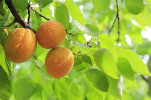 梦见吃杏子满树的杏子