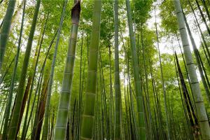 竹子的象征意义如何