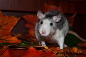 家有老鼠的预兆是什么